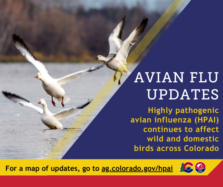 CDPHE reminds Coloradans to avoid wild birds as avian flu continues to
